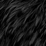 black feather texture